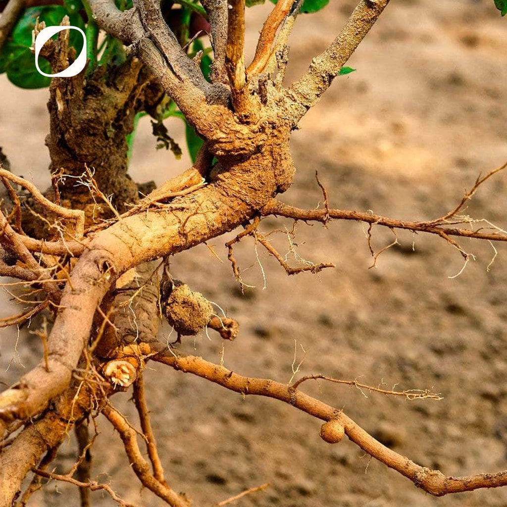 Ashwagandha Extrakt Tropfen