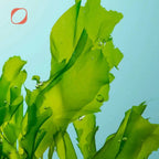 Omega 3 Algenöl